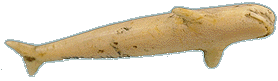 Beluga Whale; CMC S90 3243; S90 3244