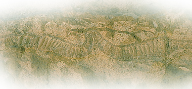 Fossile - CD2001-58-041