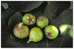 Figs Photo: CMC CD2004-0445