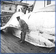 Flensing a Whale - 
Provincial Archives of Newfoundland and Labrador - A17-147#12