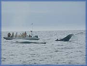 Whale Watchers - 
Tourism Nova Scotia