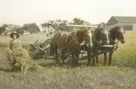 Harvest time in Qubec, circa 1900., © CMC/MCC, Q 1.5.3 LS