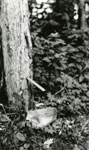 Gouterelle en bois pour canaliser l'eau d'rable vers un cassot d'corce de bouleau, 1936., © MCC/CMC, Marius Barbeau, 80943