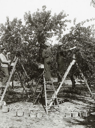 Harvesting peaches in Grimsby, Ontario, [19--]., © CMC/MCC, 41.2 LS