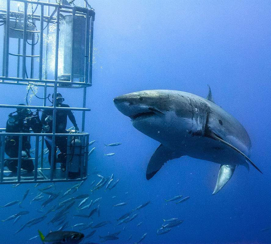 Plongeur rencontre un grand requin blanc