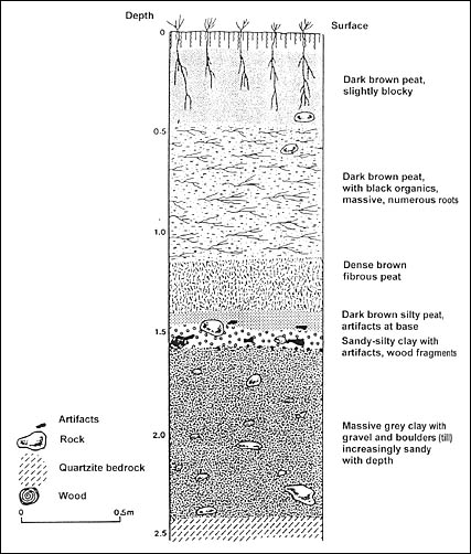 Drawing showing the different levels of composure of a swamp.