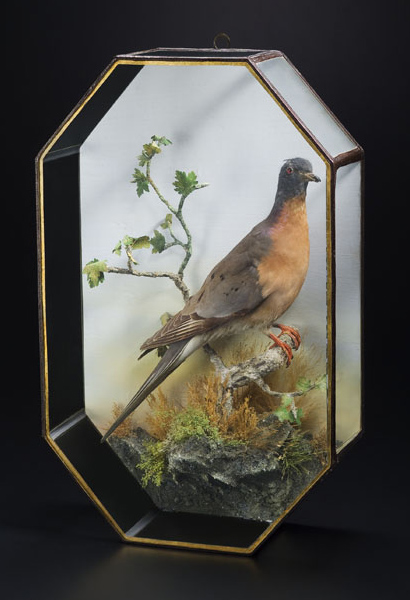 Passenger pigeon specimen, Canadian Museum of History 995.26.1, IMG2009-0063-0014-Dm
