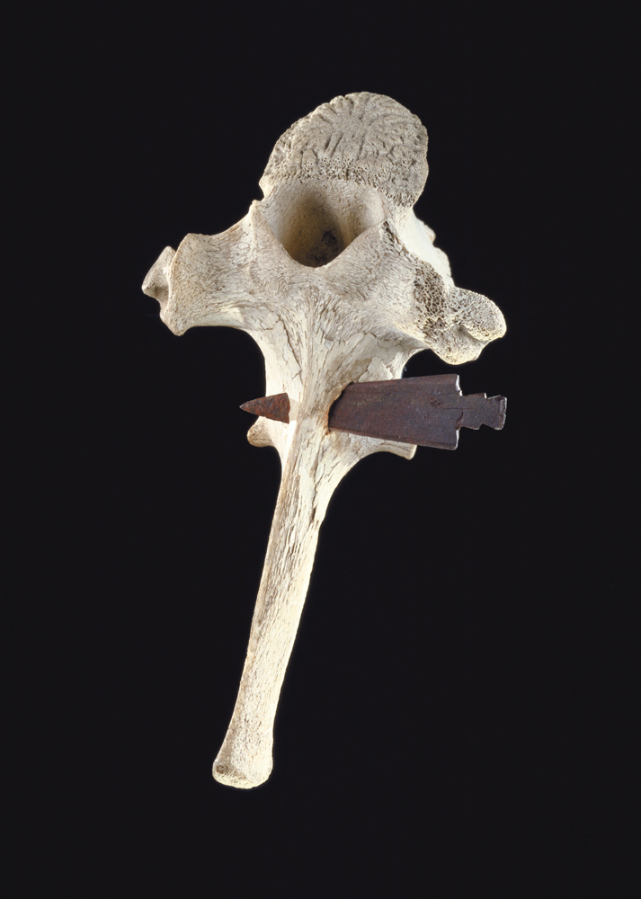 Bison vertebra with arrowhead