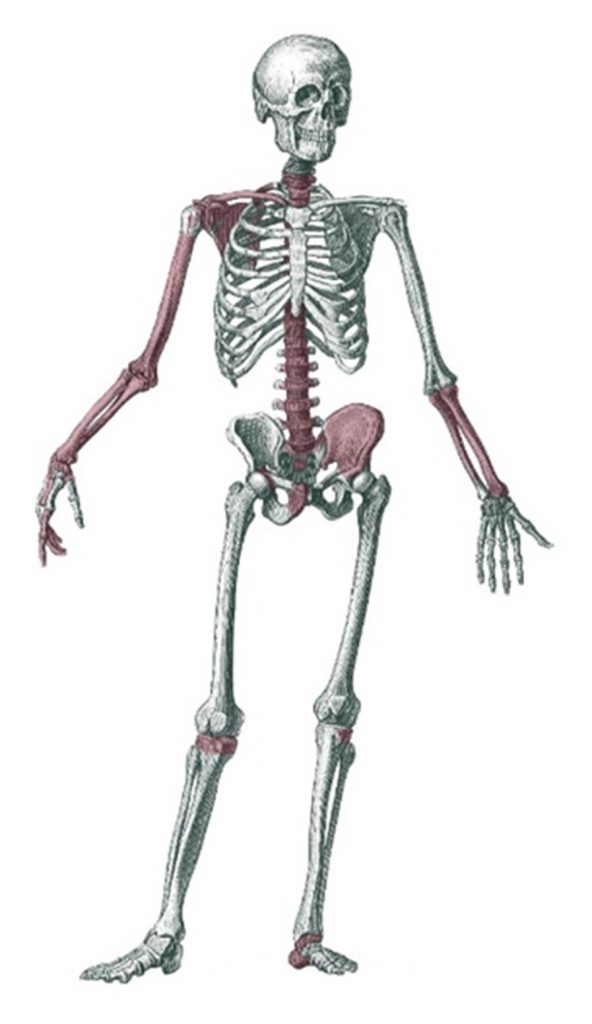 Illustration with the bones that remained in his grave marked in red.