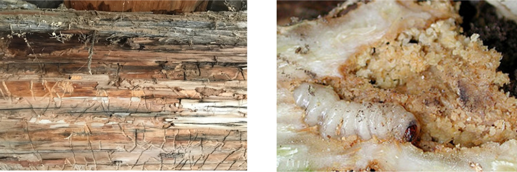 Track marks from beetles found on a support beam beneath the bark in Beach’s Sawmill, Upper Canada Village (Young 2023) Beetle larvae with frass deposit similar to the deposits found in the burrows on the bones of Burial 2016-13 (Amateur Entomologists’ Society) 