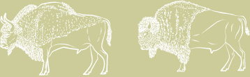 Bison priscus and Bison bison - Drawings: Susan Laurie-Bourque