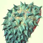 CD0024-3303-0990-036