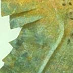 CD0024-3303-0990-037