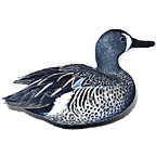 Blue Winged Teal