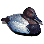 Canvasback Decoy