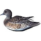 American Female Widgeon Decoy