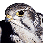Prairie Falcon