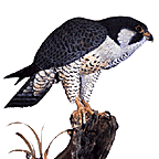 Peregrine Falcon