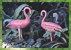 Pink Flamingoes - Photo: H. Foster
