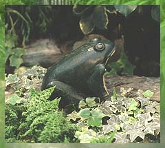 Frog - Photo: H. Foster