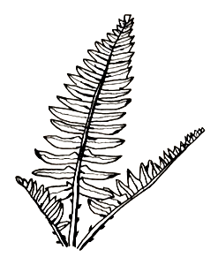 Christmas fern