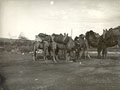 Transporting the carpets by camel, ca 
1930s.