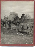Transport des tapis  dos de 
chameau, 
vers les annes 1930.