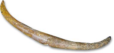Walrus Ivory Hand Toggle - 
Newfoundland Museum - Photograph: David Keenlyside