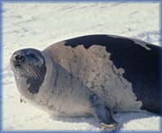 Harp Seal - 
Fisheries and Oceans Canada