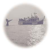 Observation des baleines - 
Tourism Nova Scotia