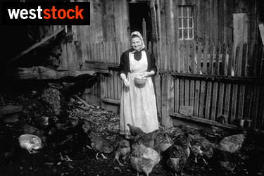 Woman feeding chickens on the farm - Westock, 0443IMG0054