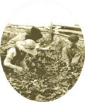 Cueillette des fraises à l'Île d'Orléans en 1925., © MCC/CMC, 65781