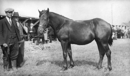 Canadian horse in Saint-Pascal, Québec, 1936., © CMC/MCC, Marius Barbeau, 81122