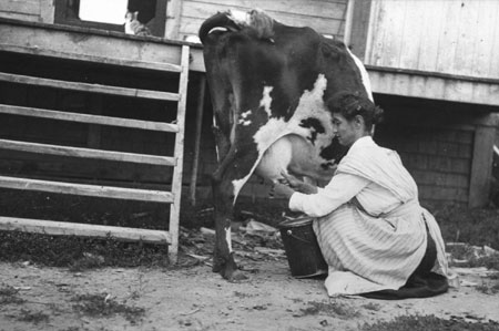 Mrs. Elizabeth Quinn milking a cow, Sainte-Geneviève-de-Batiscan, Québec, 1922., © CMC/MCC, Edouard Zotique Massicotte, 58038