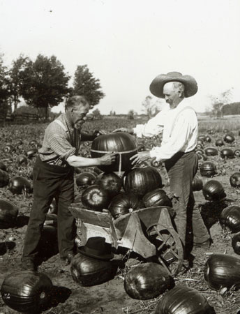 Mr. Robertson measuring a pumpkin in Leamington, Ontario, [19--]., © CMC/MCC, 41.5 LS
