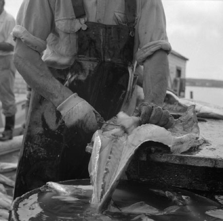 Les mains d'un pêcheur fabriquant un filet de pêche, [19--]., © MCC/CMC, J-15944