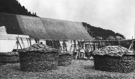 Morues séchées entassées en piles à Grand-Étang, Gaspésie, Québec, 1922., © MCC/CMC, Marius Barbeau, 57456