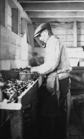Homme faisant la mise en conserve des homards à la conserverie de Sullivan, Port Daniel, Bonaventure, Québec, 1922., © MCC/CMC, Marius Barbeau, 57135