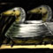 Canvasback decoy