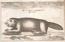 Beaver of 26 inches long