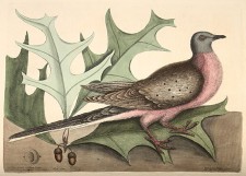 The passenger pigeon