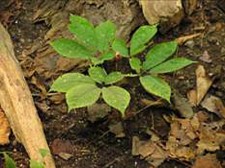 Panax quinquefolius (ginseng)