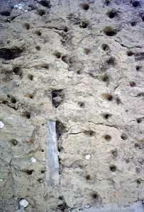 Detail of the LaPointe-Kreb House bousillage in Pascagoula, Mississippi