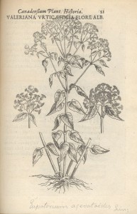 Valeriana Urticaefolia flore alb.