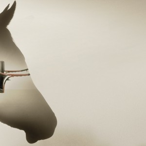 A shadow of a horse on a wall.