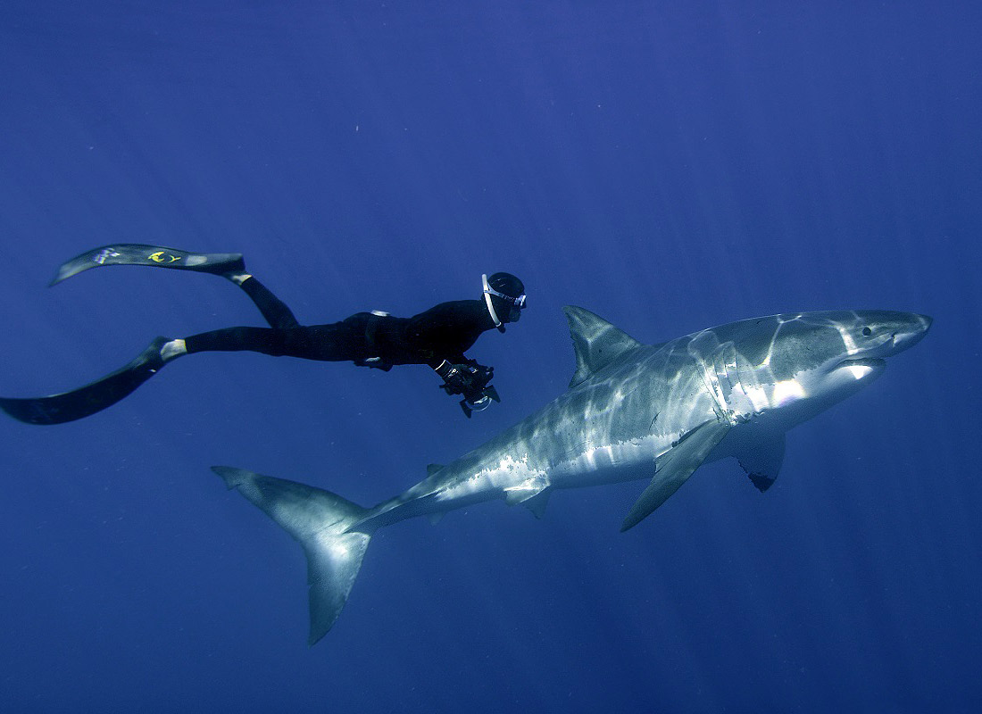 Great White Shark 3D, 4K | Canadian Museum of History