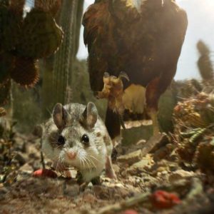 Grasshopper mouse and Harris hawk