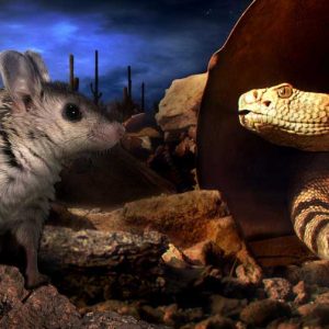 Grasshopper mouse and diamondback rattlesnake