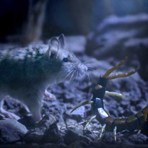 Grasshopper mouse and scolopendra