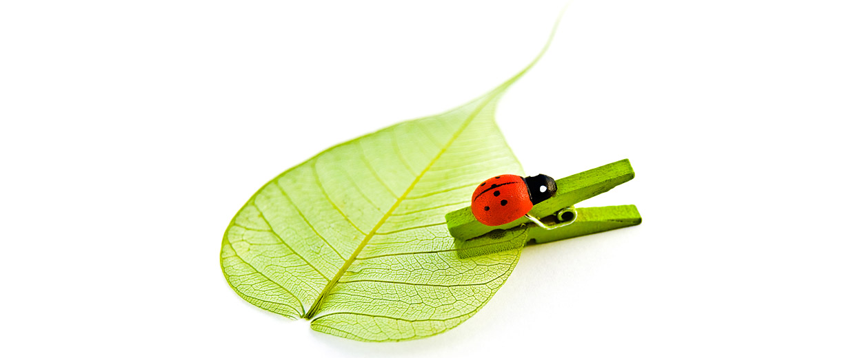 Handmade Fun Spring Bug Canadian Museum of History